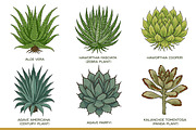 Succulent Illustration Pack, an Illustration by Tekuni (Thumbnail 4 of 13)