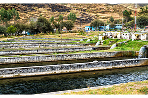 Trout fish farm at Ingenio in Junin, a Nature Photo by Leonid Andronov
