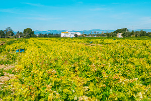 an extensive celery crop in the countryside, a Photo by Nito