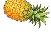 All Fruits Bundle Master Collection, a Food & Drink Photo by FlyeredTemplate (Thumbnail 91 of 130)