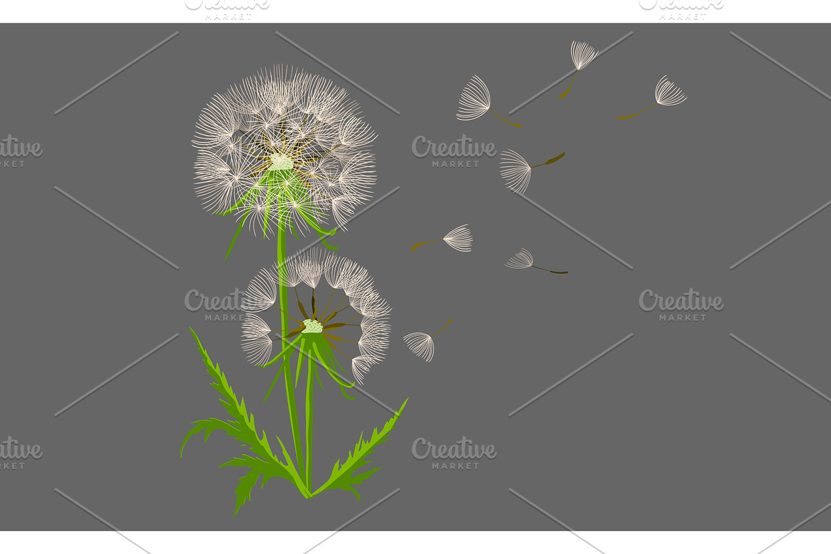 White dandelion on a gray background, an Object Illustration by Nenahliadava Design