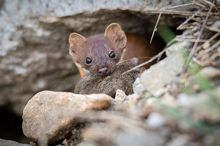Long tailed weasel with mouse featuring photography, nature, and wildlife