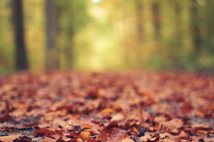 Autumn Leaf Featuring Weather Year And Season preview 6