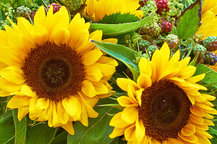 Sunflowers in bloom, a Photo by Peopleimages.com