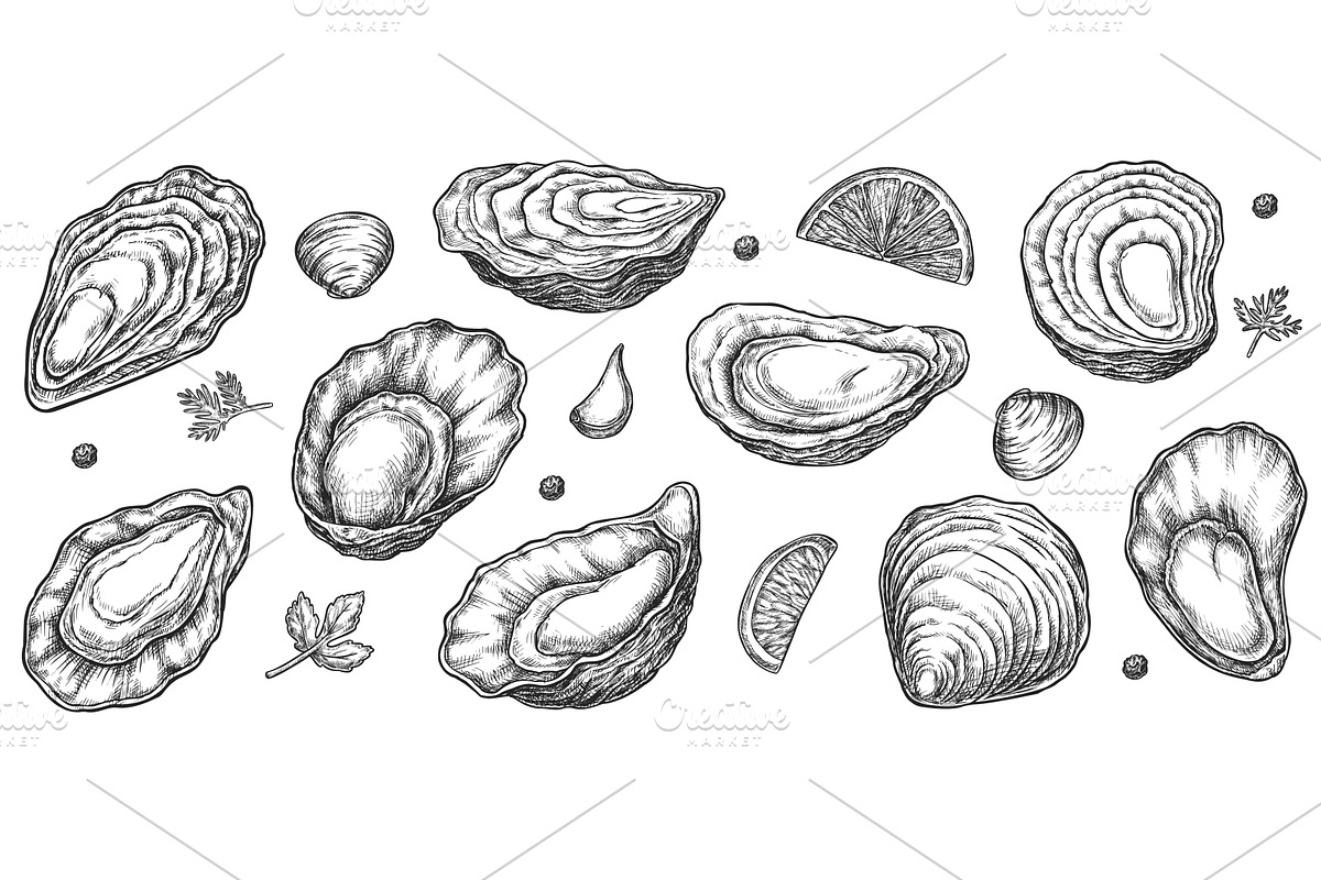Sea oyster shell sketch isolated set, a Decorative Illustration by studioworkstock