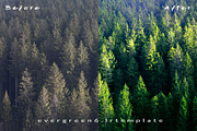 Ever Green 10 Lightroom Presets., an Action Add-On by MorningStar (Thumbnail 2 of 11)