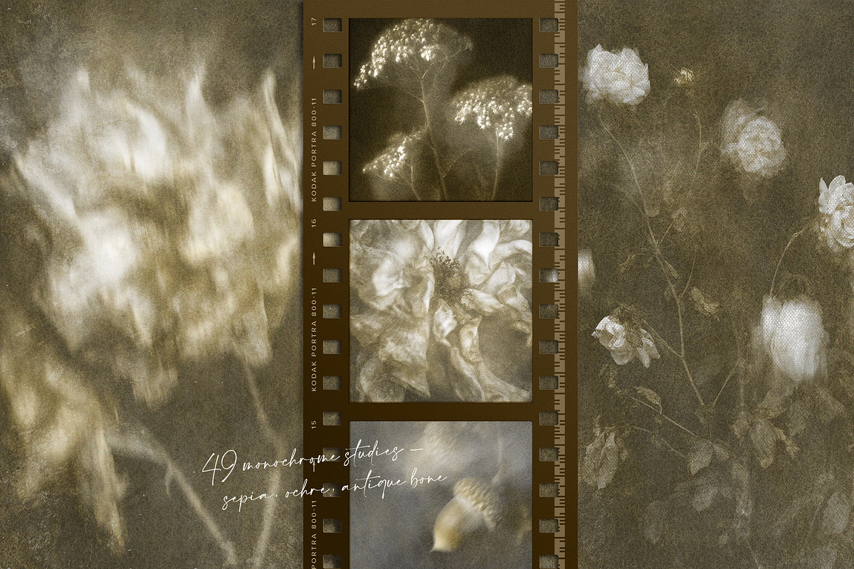 Lull · Brown Botanical Autumn Series, a Background Graphic by alonahaidash (Photo 8 of 16)