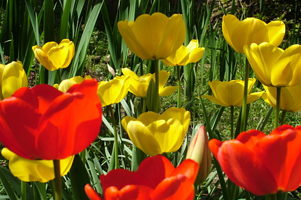 Yellow tulip flowers containing flower, bloomm, and nature preview 6
