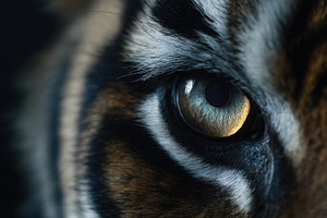 Tigers eye in nature, a Photo by Beautiful things