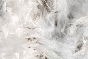 Feather background, a Holiday Photo by DegImages