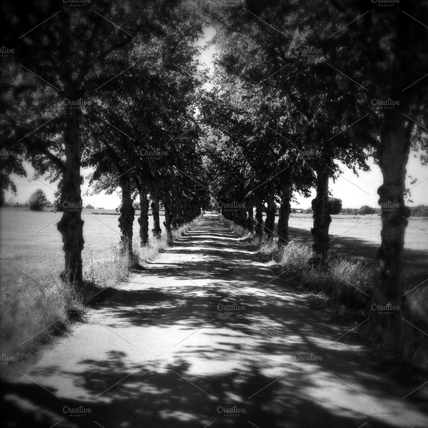 The Avenue