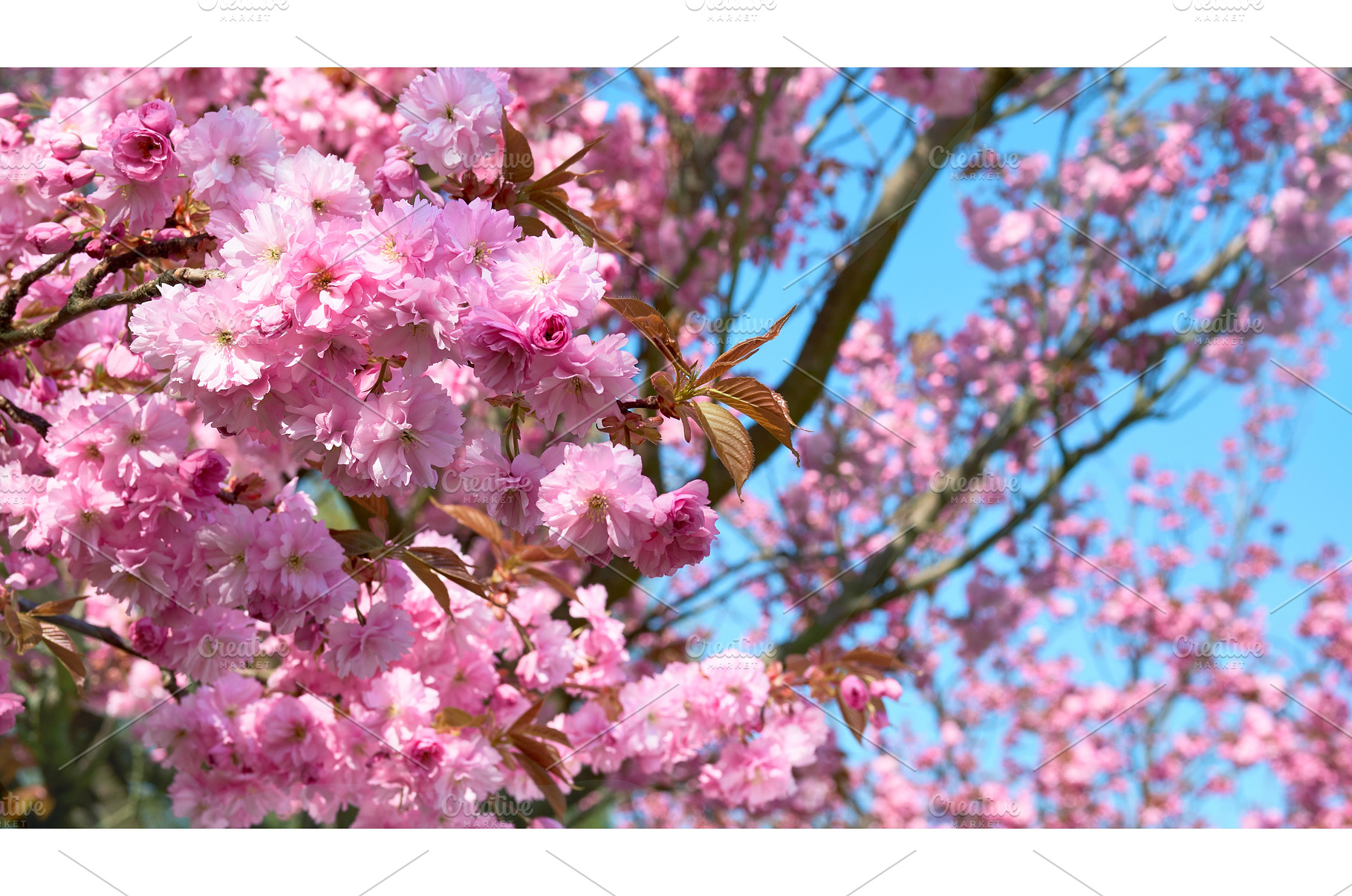 A close up of a tree with pink, a Nature Photo by tilialucida
