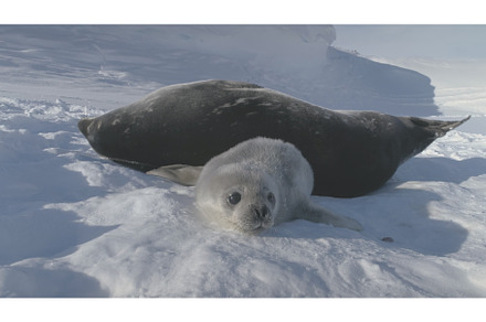 Baby, Adult Weddell Seal Family in, an Animal Photo by Mozgova