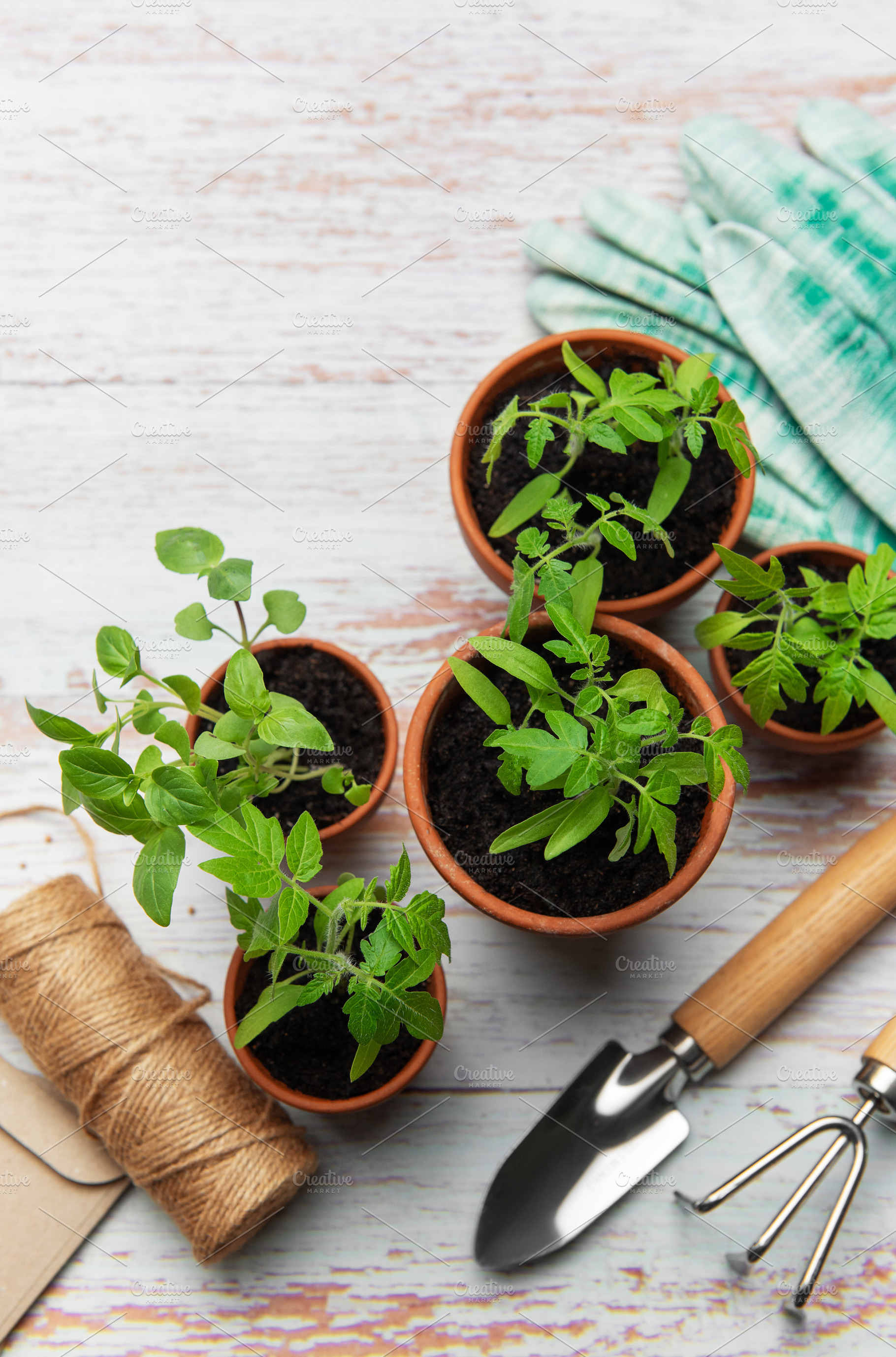 Young plants growing in terracotta pots on rustic white wooden t, a Nature Photo by Olena Rudo