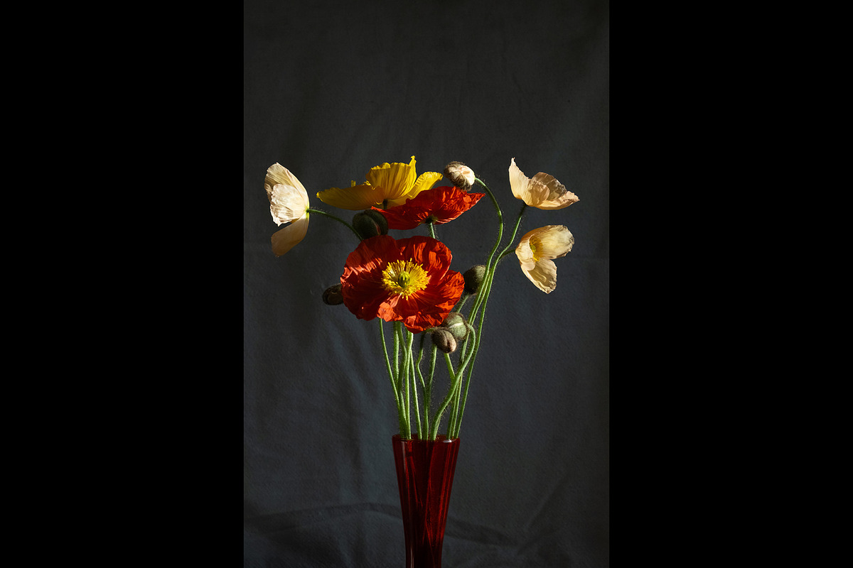 Poppies in Red Glass Vase, a Photo by This For There (Photo 4 of 11)