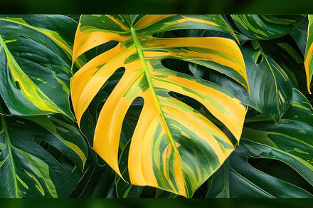 Variegated Monstera Majesty: A Tapestry of Nature's Art - Generative AI, a Photo by José Manuel Gelpi