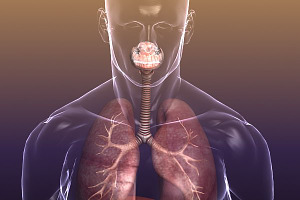 Respiratory System Lungs Body