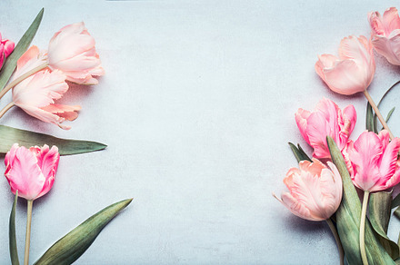 Tulips in pink pastel color 