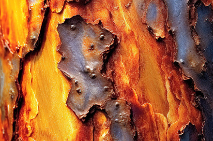 fine art elements of nature, a Nature Photo by Virgo Studio
