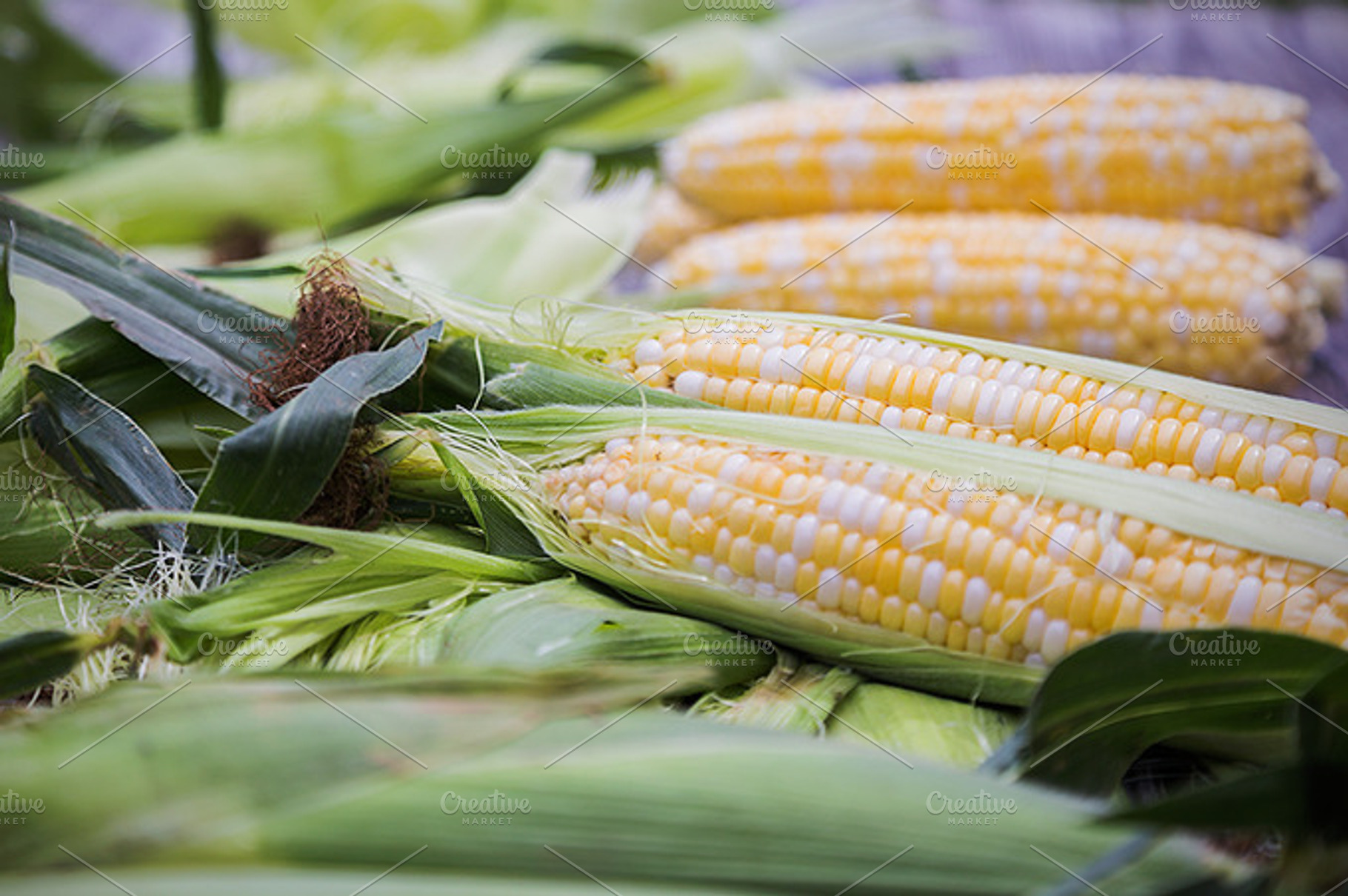 Sweet Corn Stock Photo