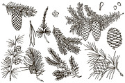 Vector fir branches, an Illustration by risovanya (Thumbnail 2 of 4)
