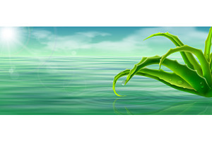 aloe vera on water surface background