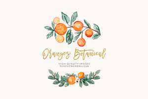 Citrus Botanical Fruit Clip Art