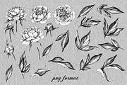 Hand Drawn Peonies, a Decorative Illustration by Valentyna Smordova (Thumbnail 2 of 6)