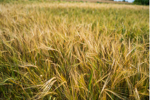 Barley plants with golden ears and, a Nature Photo by volodymyrshtun13795