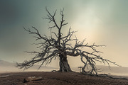 48 Dying Tree Images, a Nature Photo by h.utomo (Thumbnail 6 of 48)
