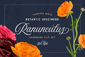 Ranunculus Floral ClipArt Realistic