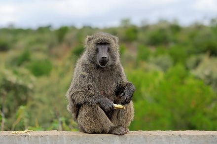 Monkey featuring baboon, animal, and monkey, an Animal Photo by Byrdyak