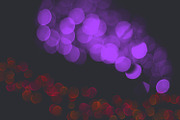 50 Bokeh Photoshop Brushes, a Brush Add-On by MixPixBox (Thumbnail 5 of 8)