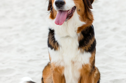 Big cute dog sitting on the sand, an Animal Photo by José Manuel Gelpi