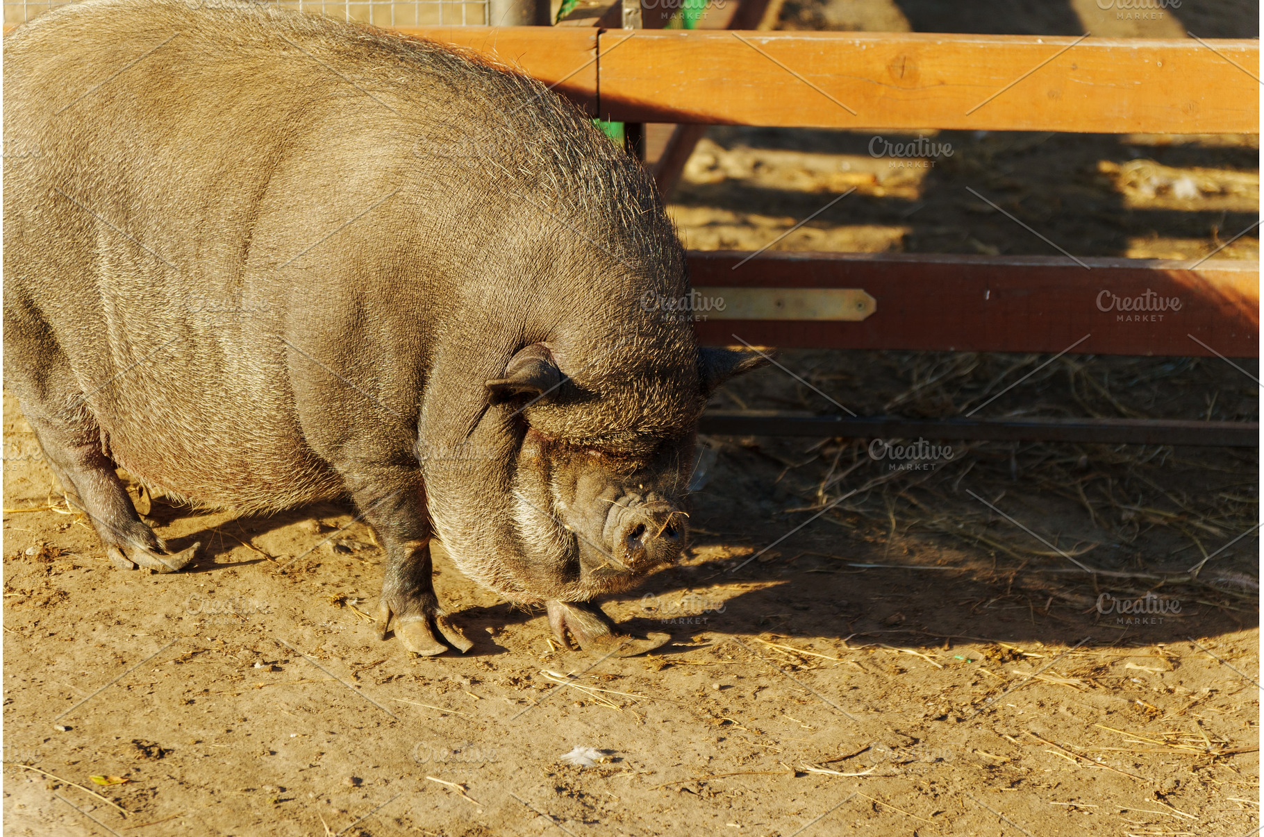 A curious pig forages through the, an Animal Photo by darksoul72