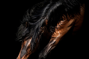 Horse portrait isolated on black featuring hoofedб horse, farm, and equine