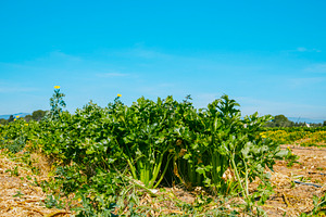 dense celery growing in rural farmland, a Photo by Nito