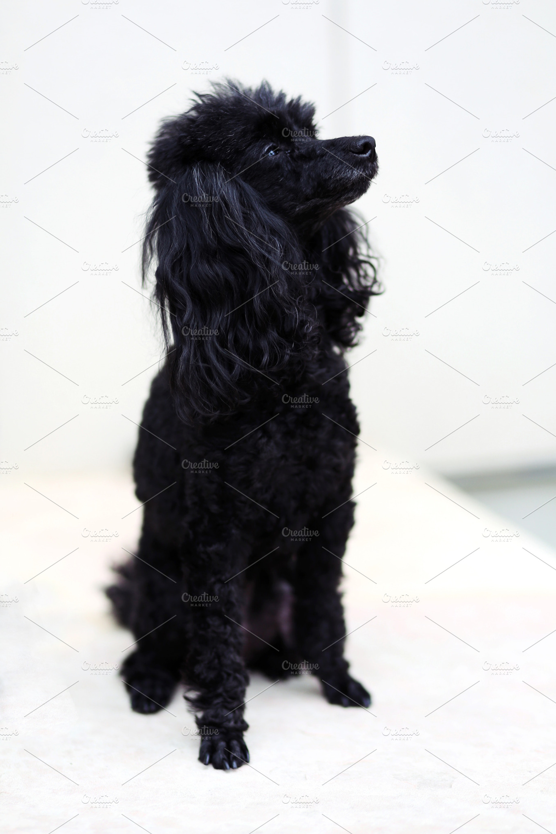Posing Poodle