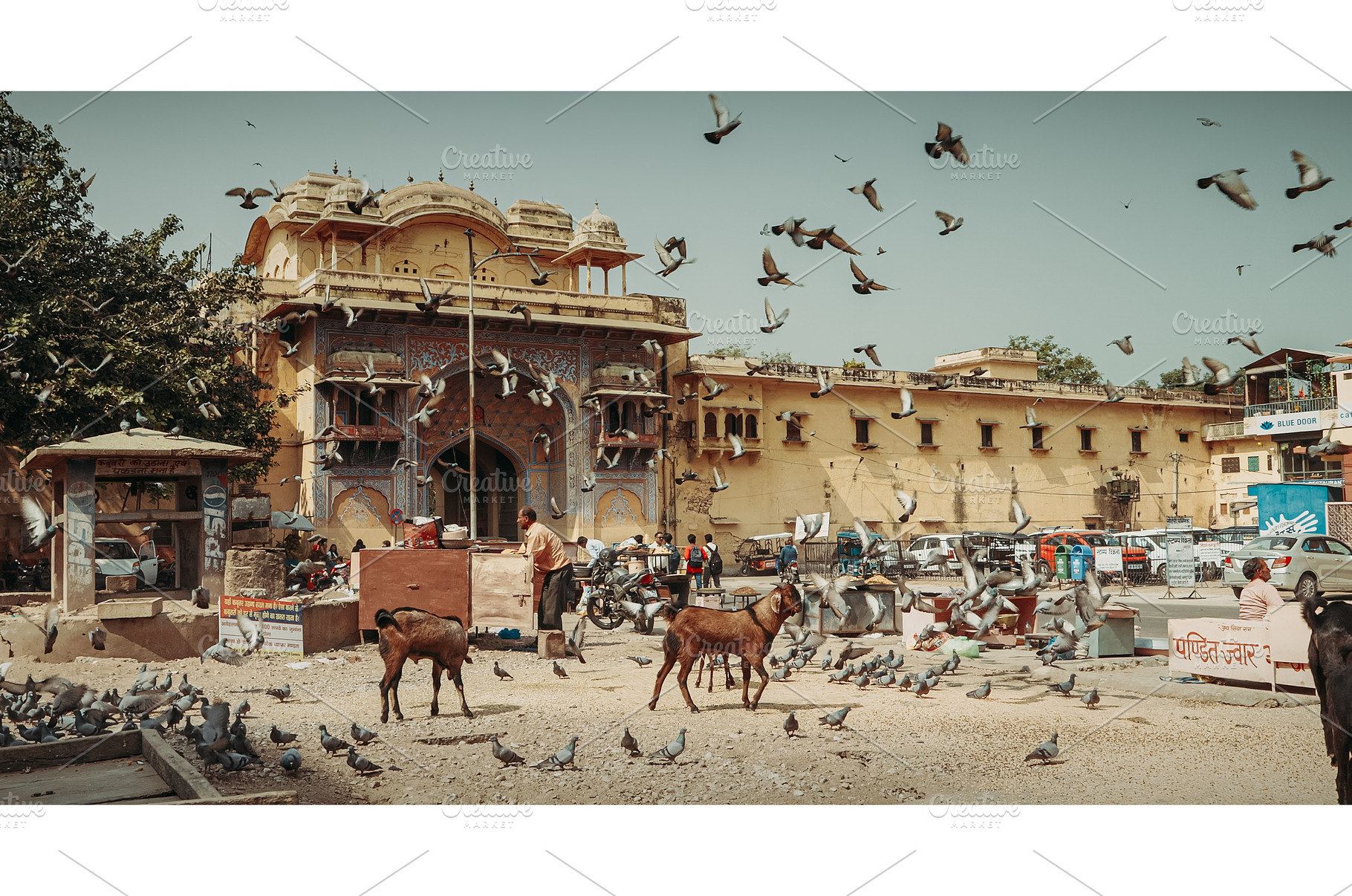 Jaipur, Rajasthan, India. Goats And, an Architecture Photo by Our Amazing World