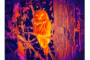 Infrared Thermal Image of Ural owl, an Animal Photo by Fascinadora