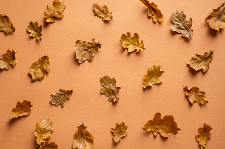 Autumn pattern made of dry leaves, a Holiday Photo by photoguns