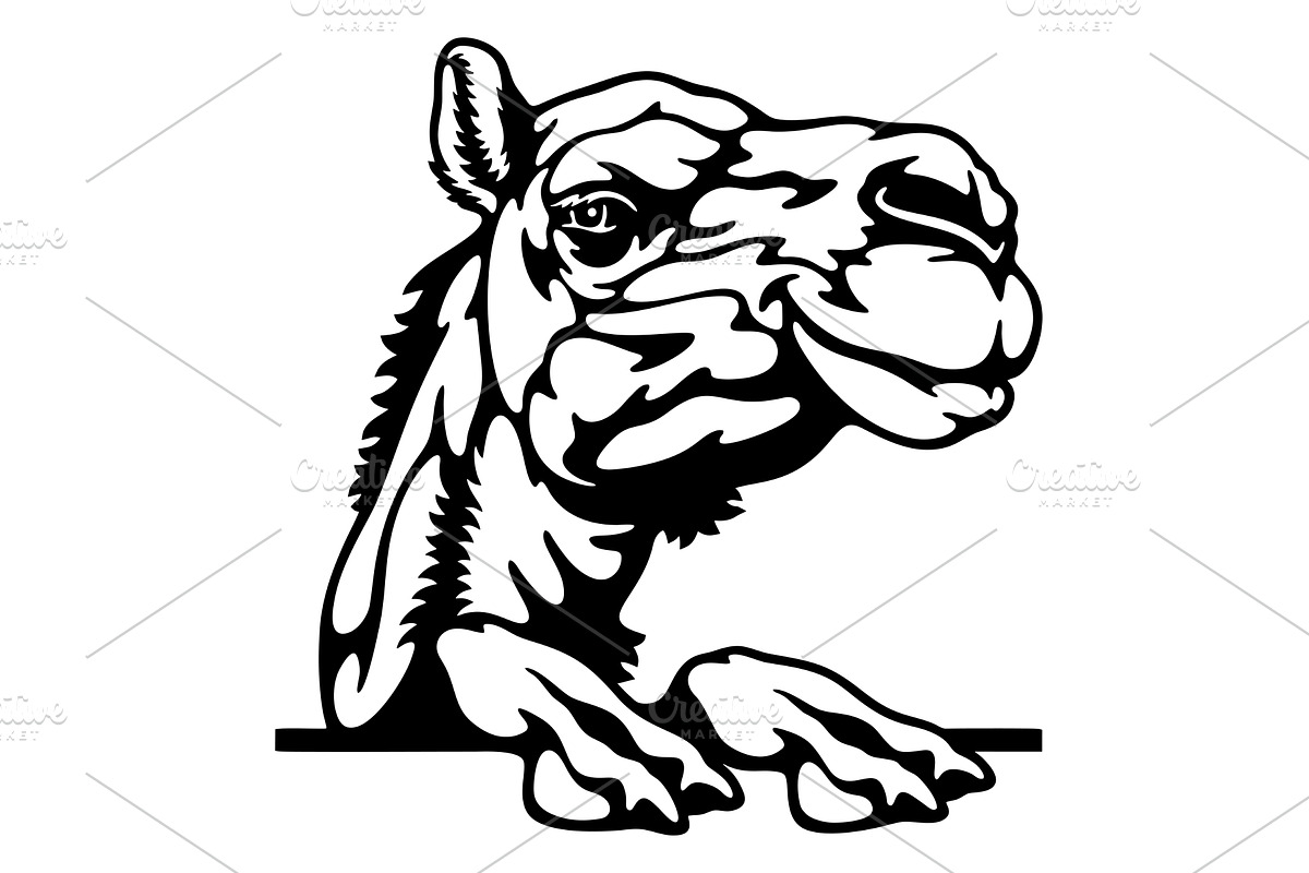 Peeking Camel - Funny Farm Animal -, an Animal Illustration by Digital-Clipart