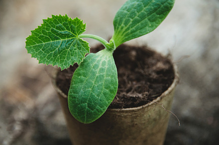Potted zucchini plant II