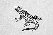 Vintage Desert Lizard Illustration, an Animal Illustration by lettett (Thumbnail 3 of 3)
