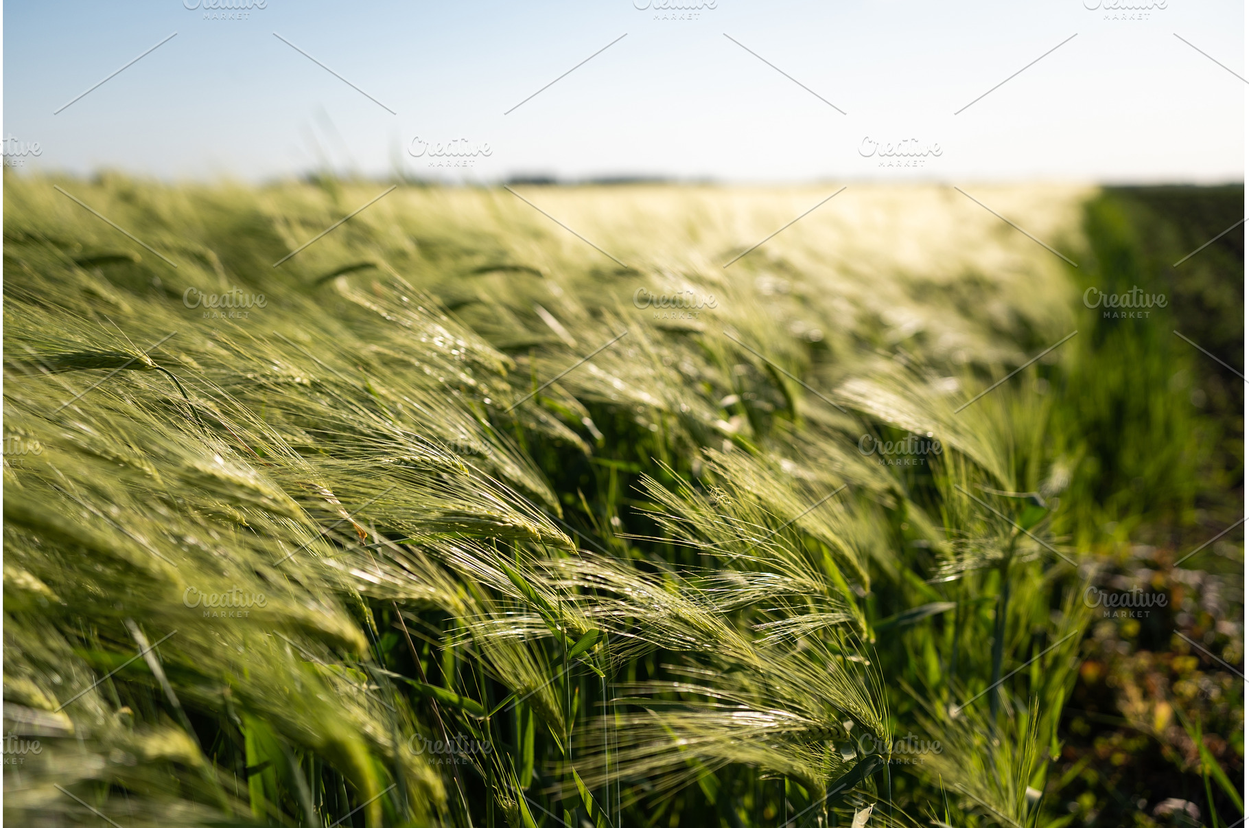 Closeup of barley ears swaying in, a Nature Photo by volodymyrshtun13795