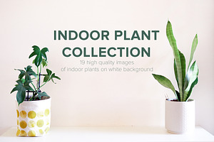 Indoor Plant Shoot Collection
