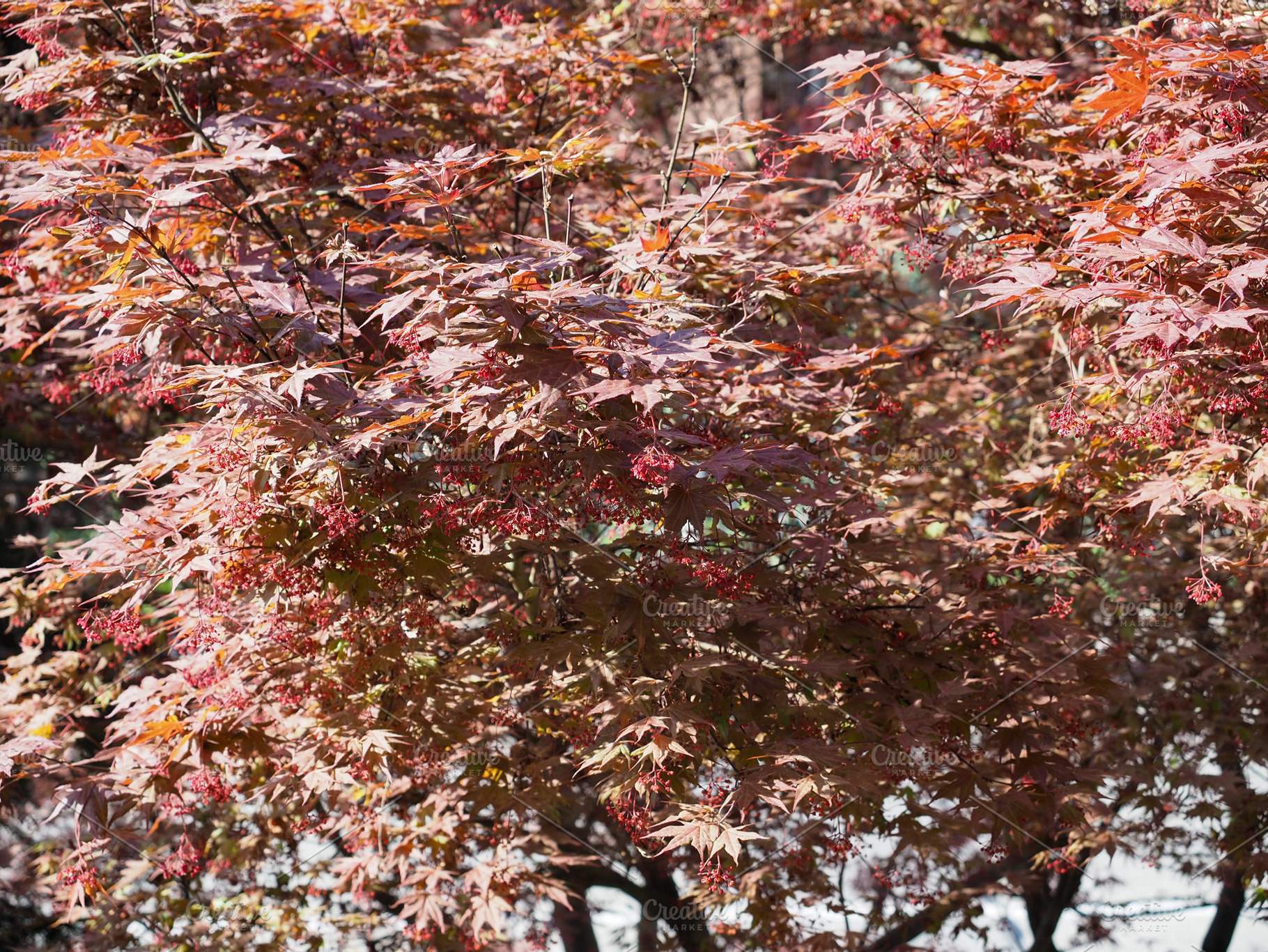 red maple acer tree background, a Photo by WorldOfPhotos