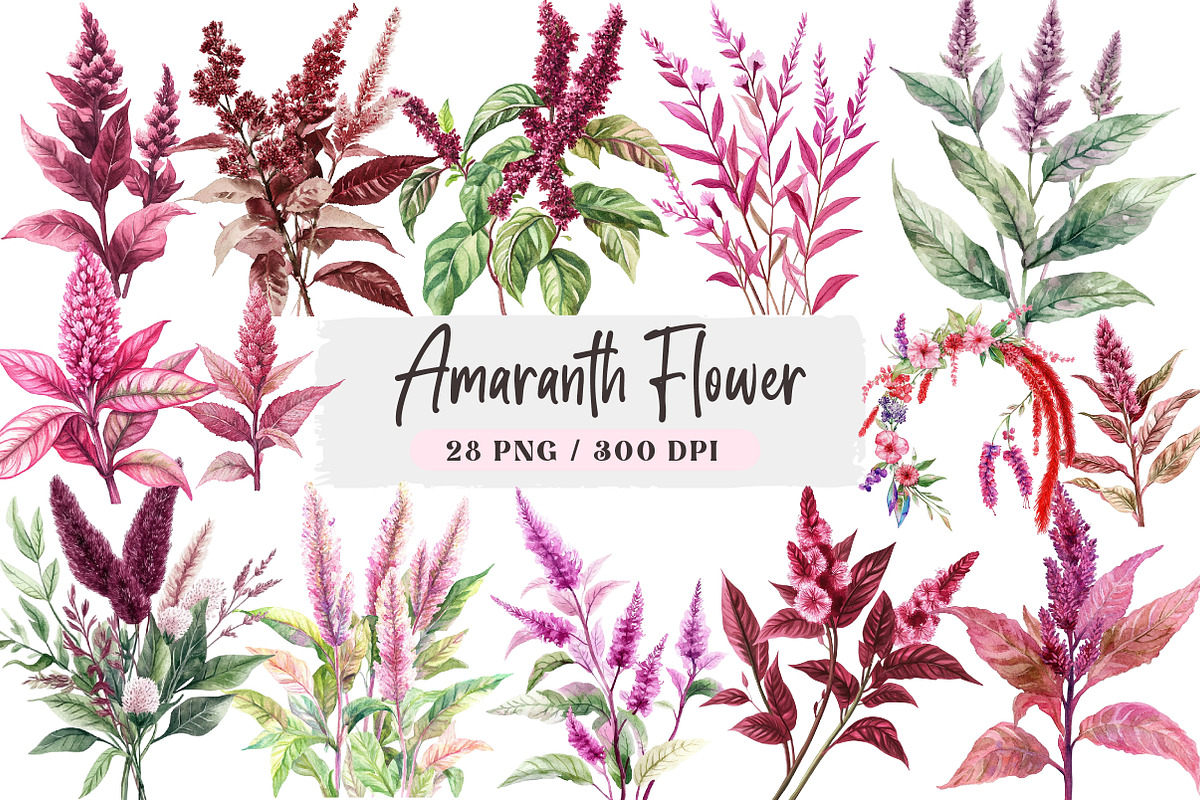 Amaranth Flower Watercolor Png, an Illustration by DreamArtGraphic (Photo 1 of 4)