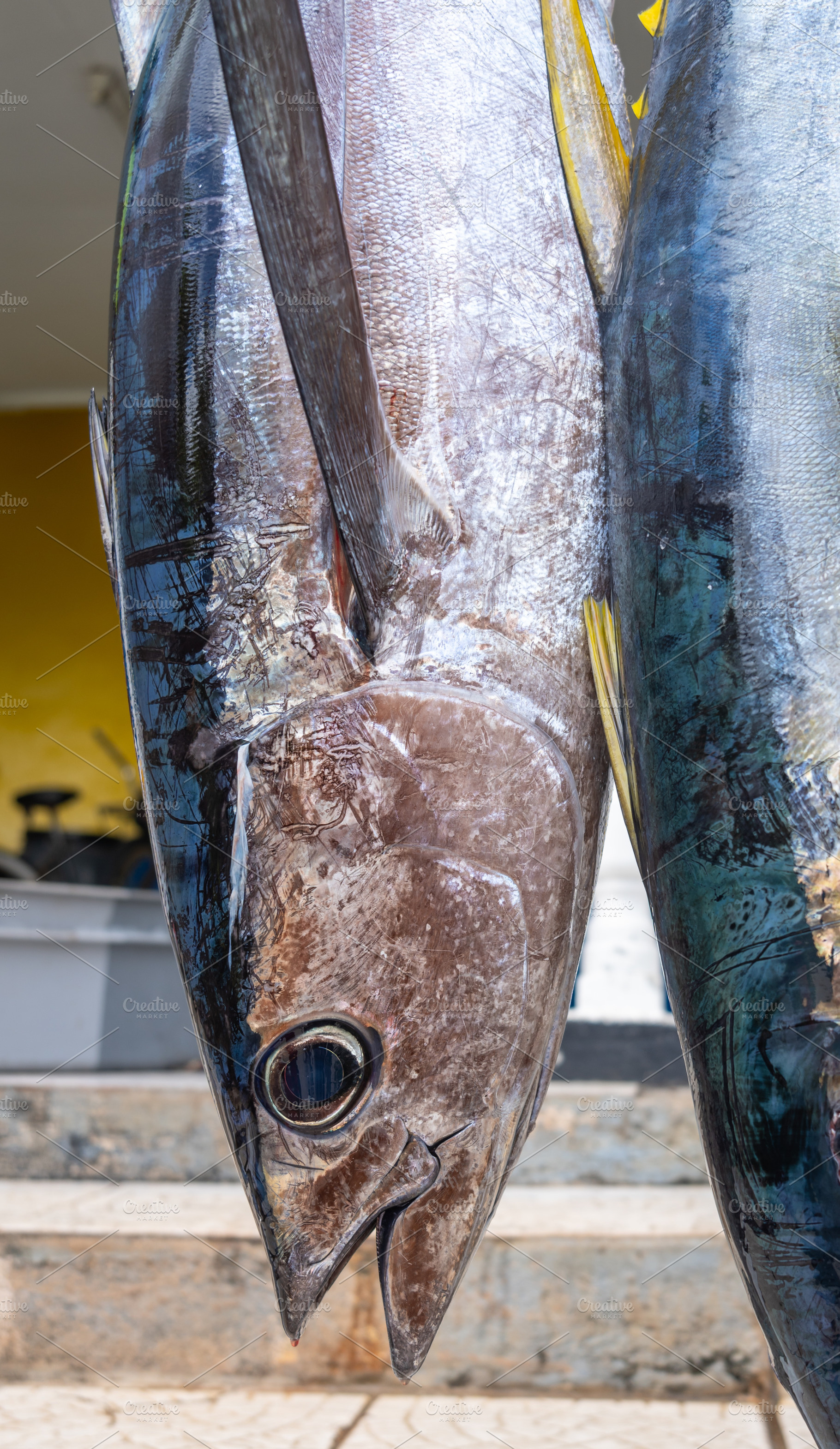 Fresh yellowfin tuna for sale on Maupiti island, French Polynesi, a Food & Drink Photo by GoodGoods