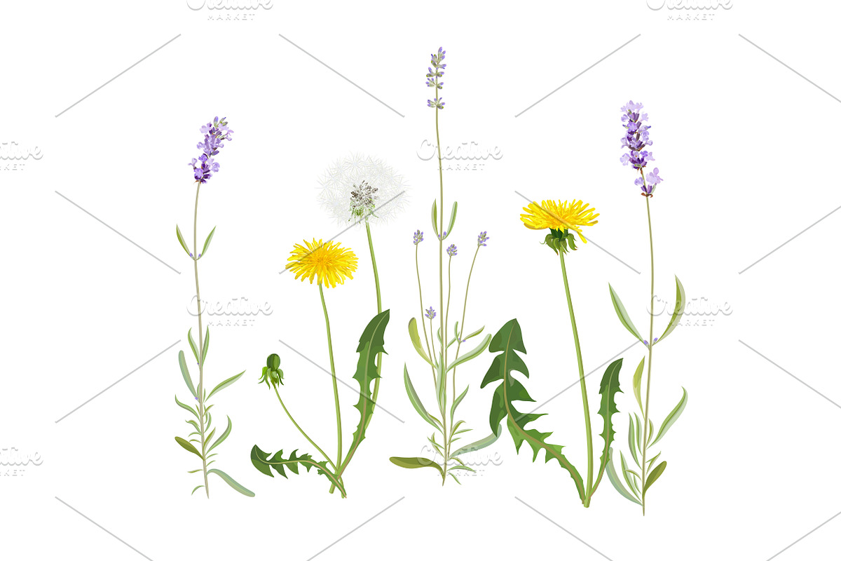 Vector object brushes. Lavender, a Brush Add-On by Peolla (Photo 11 of 13)